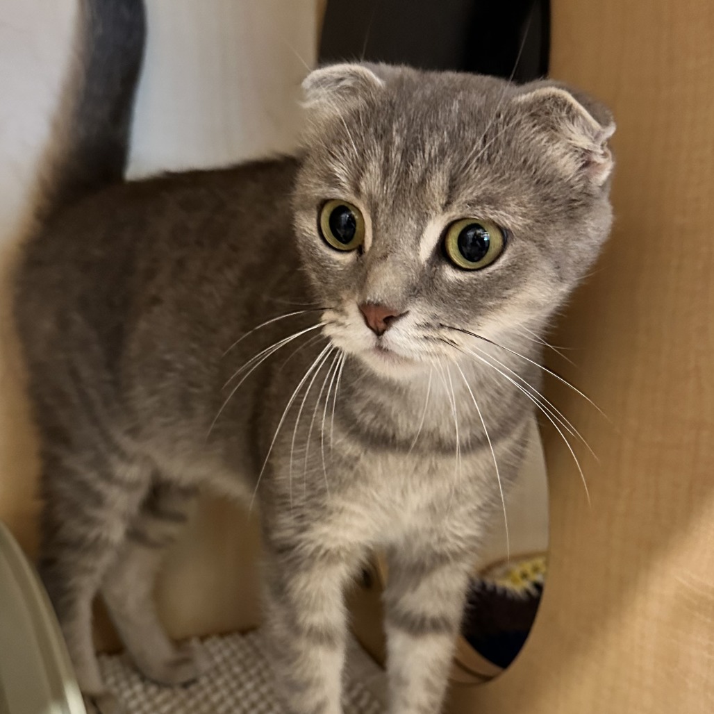 CRESCENT ROLL - Scottish Fold / Domestic Shorthair available for adoption