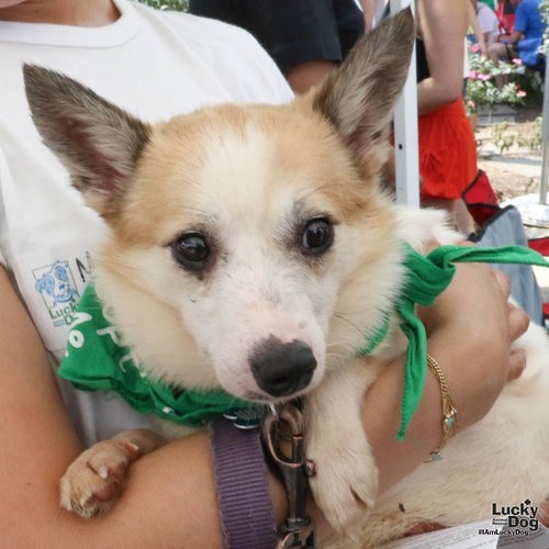 BARNEY - Terrier, Jack Russell / Mix available for adoption