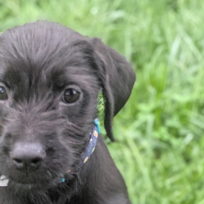 MARTY - Poodle / Mixed Breed (Medium) available for adoption