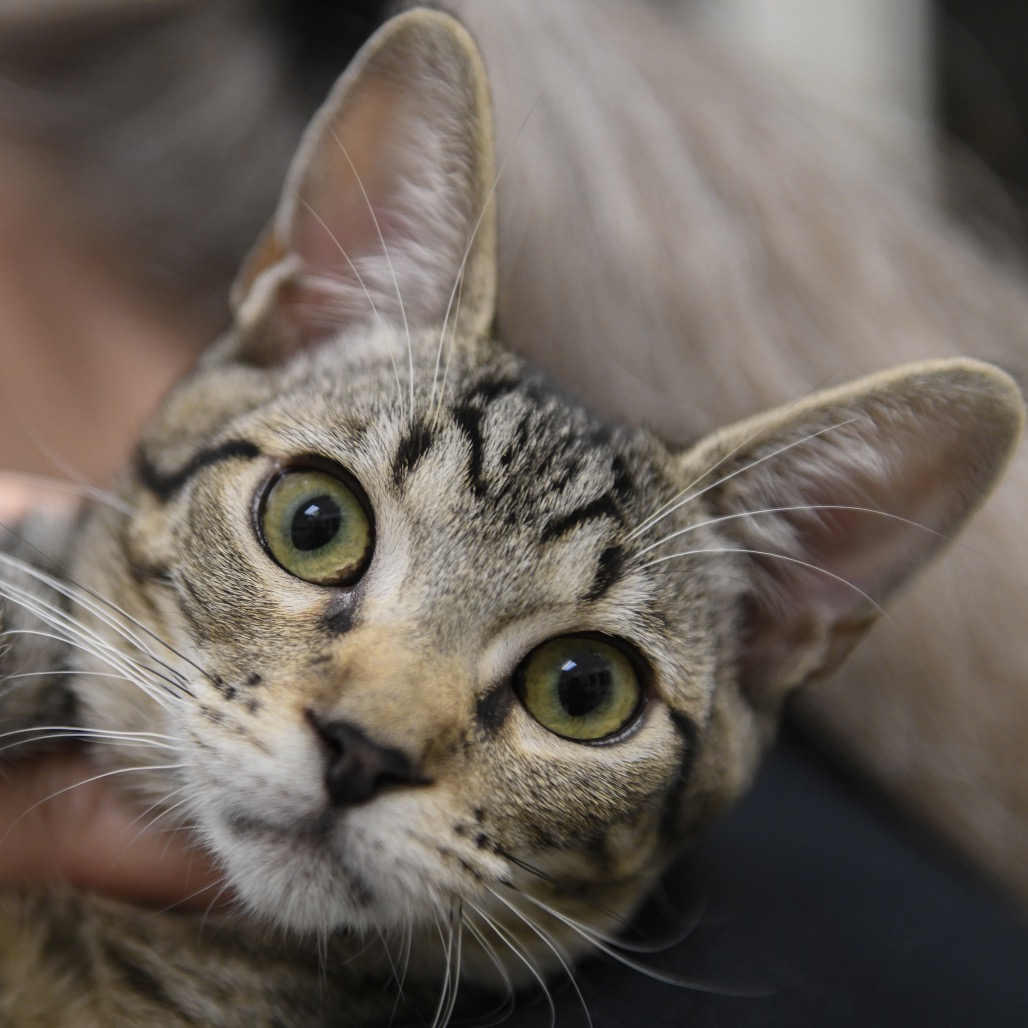 Ron (blue collar) - Domestic Shorthair
