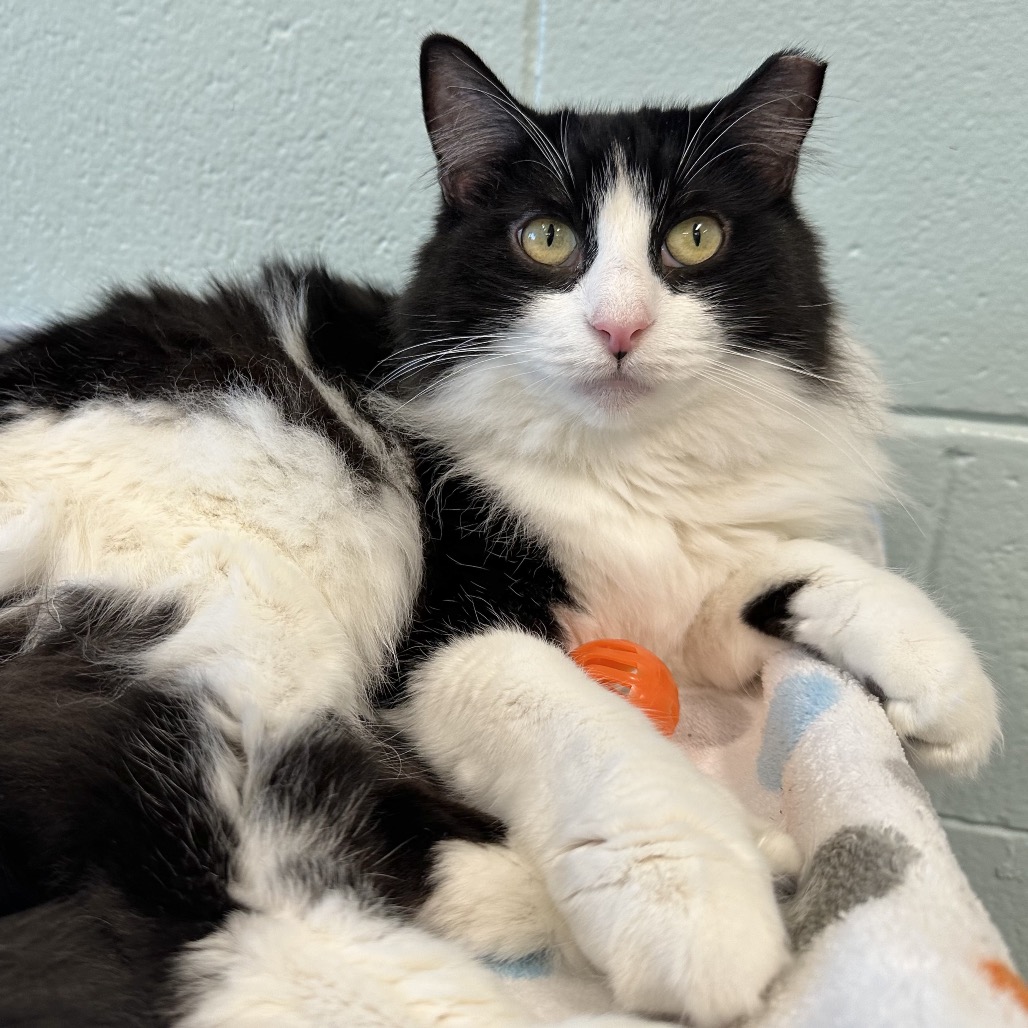 Tia - Domestic Medium Hair