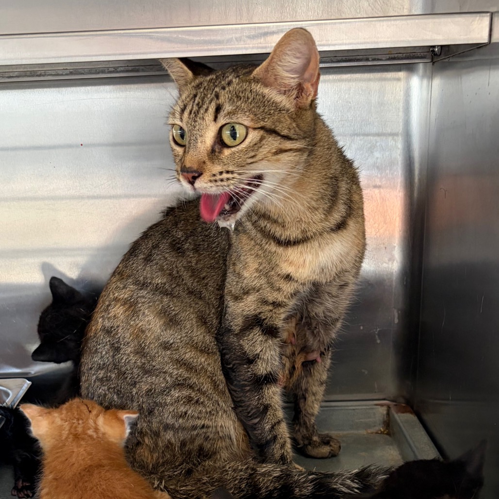 MONA - Domestic Shorthair available for adoption