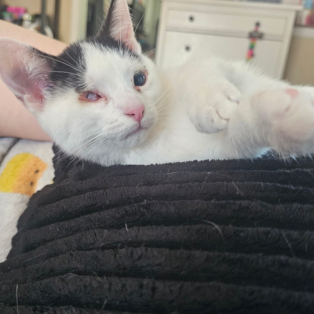 Toph, an adoptable cat