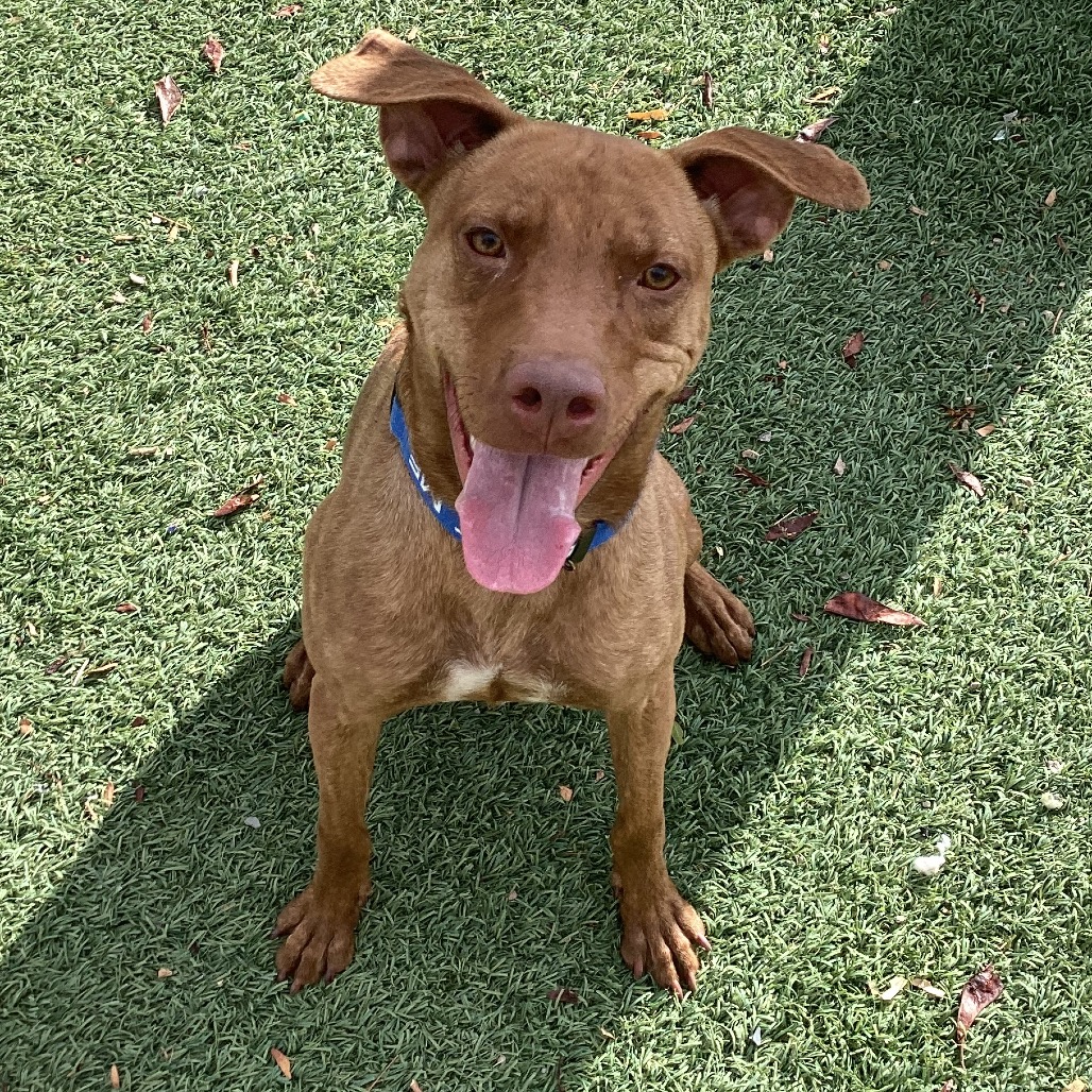 ROCKY - Vizsla / Mixed Breed (Medium) available for adoption