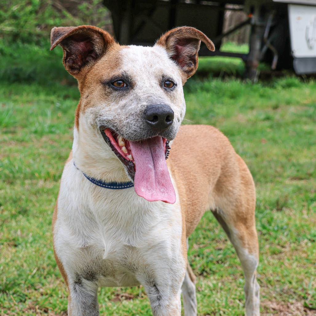 Buster, photo 14