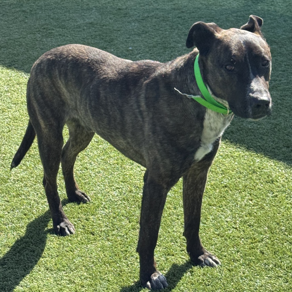 Bodhi — thumbnail 11