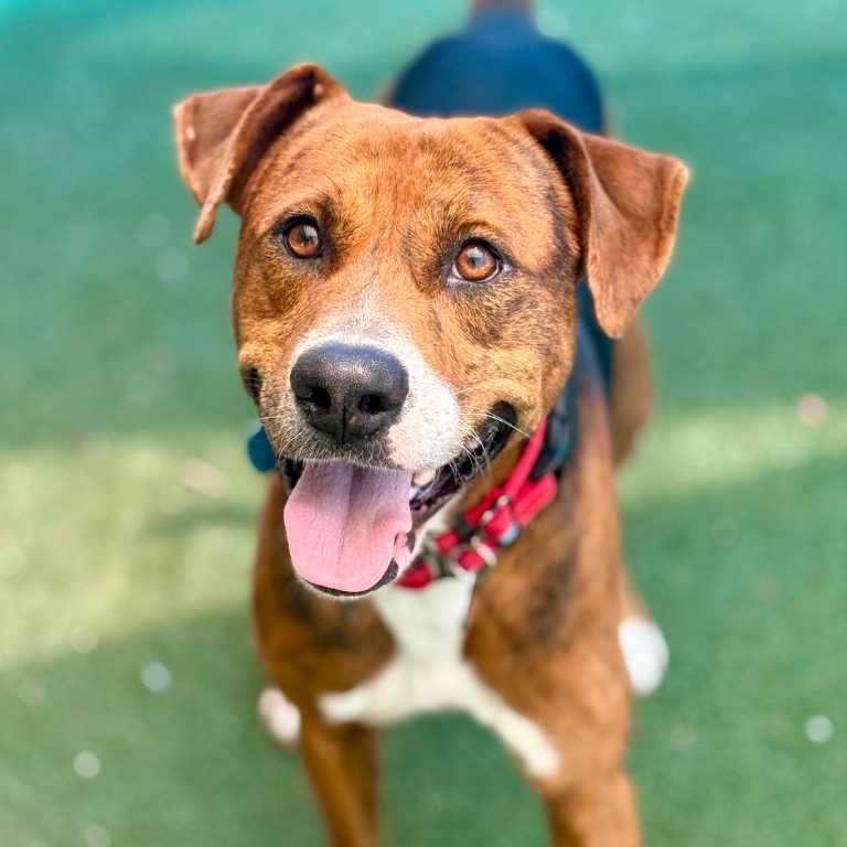 Full body shot of Duke