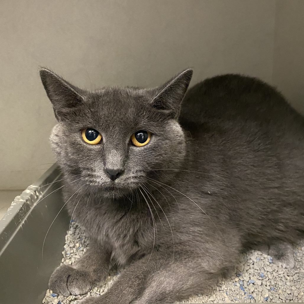 LUNA - Domestic Shorthair available for adoption