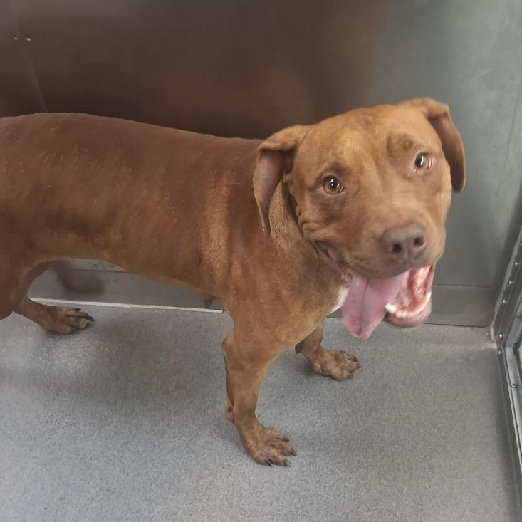 PULLEY - Terrier / American Pit Bull available for adoption