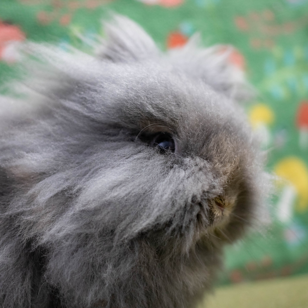 Poppy, photo 13