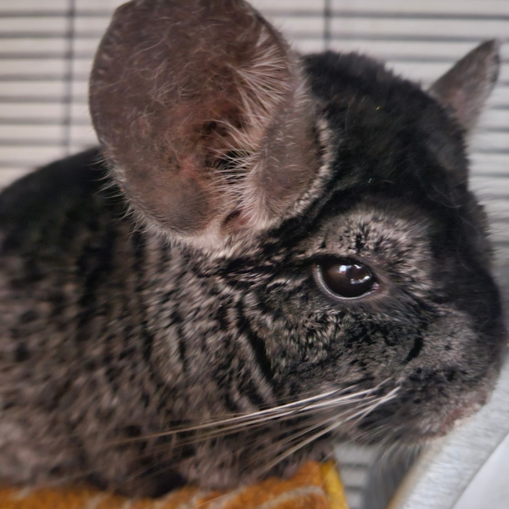 Nibbles, photo 2