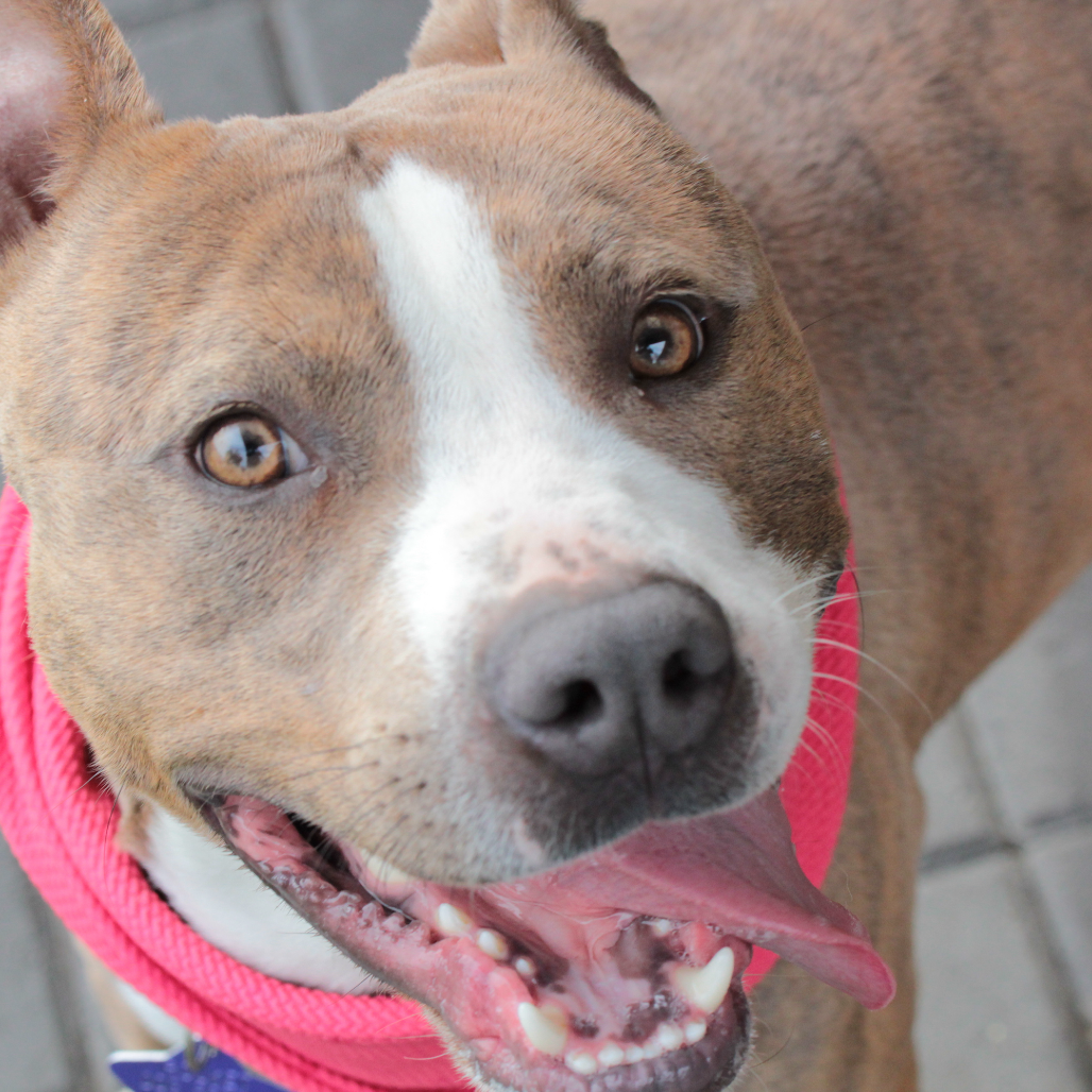 Bodhi — thumbnail 2