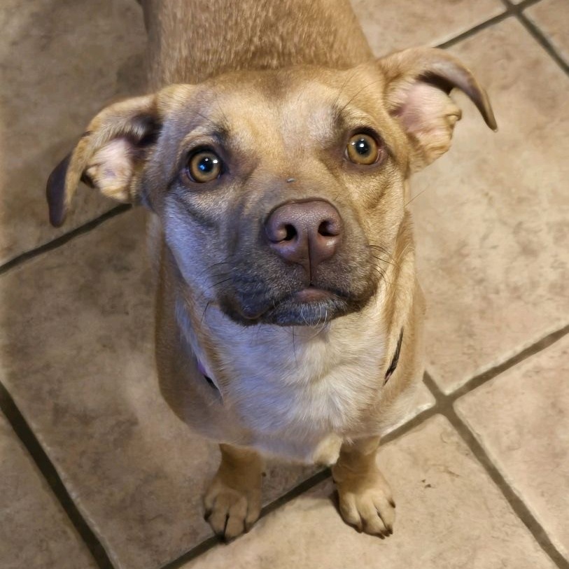 Stella, photo 5