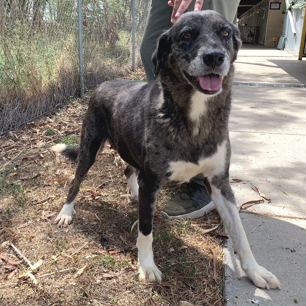 UBE - Shepherd available for adoption