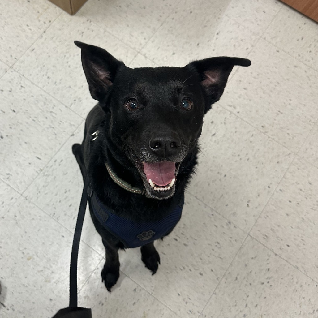 Chad, available for adoption at PVAS