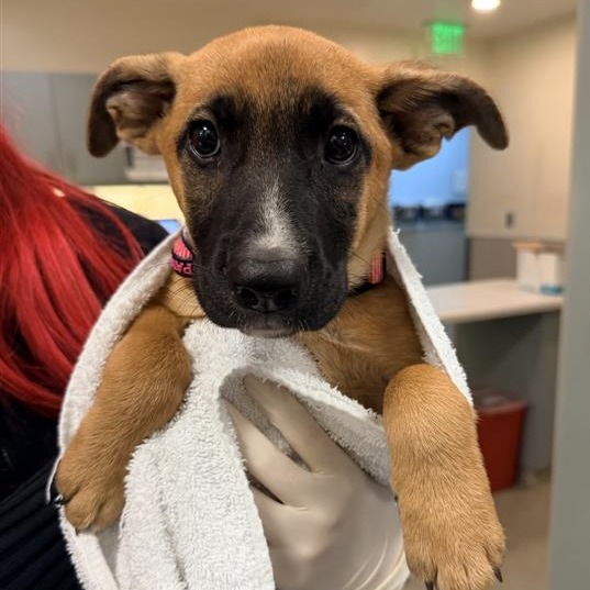 BLOSSOM - Mixed Breed (Medium) available for adoption