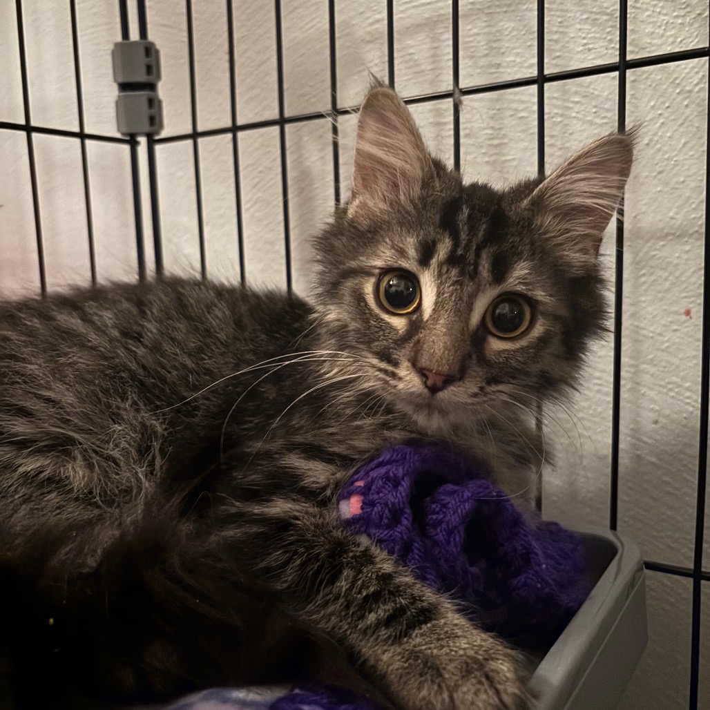 PINTO-AT PETSMART MADISON EAST - Domestic Shorthair available for adoption