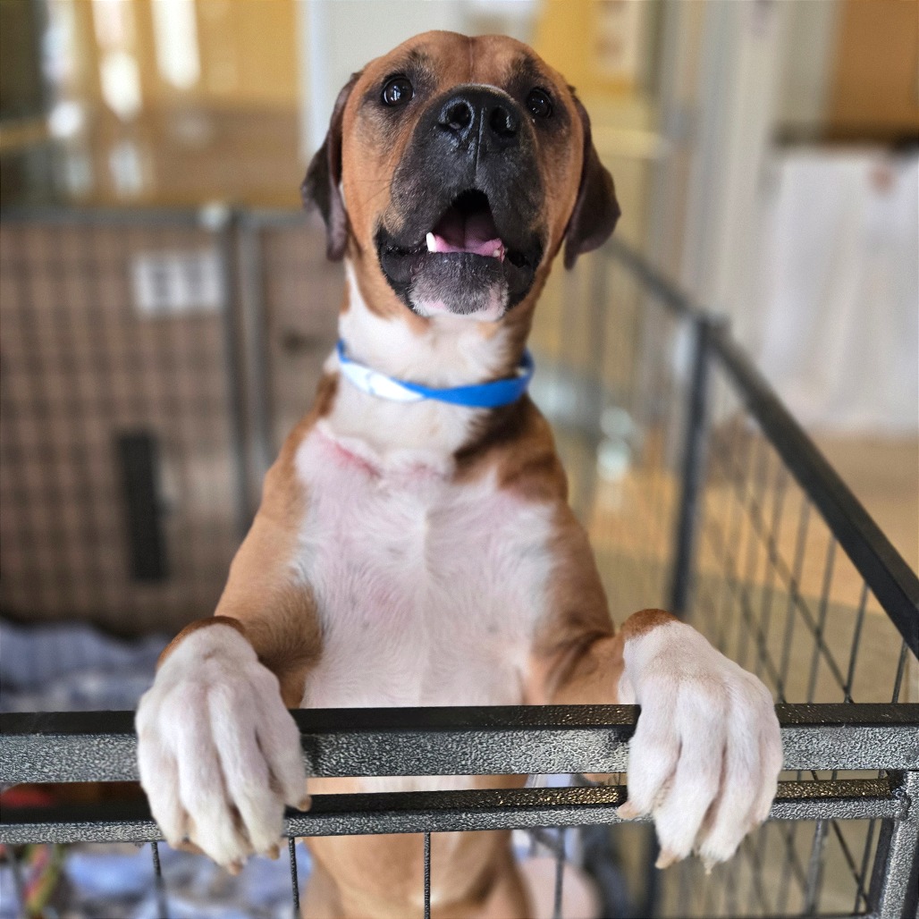 Chestnut — thumbnail 7