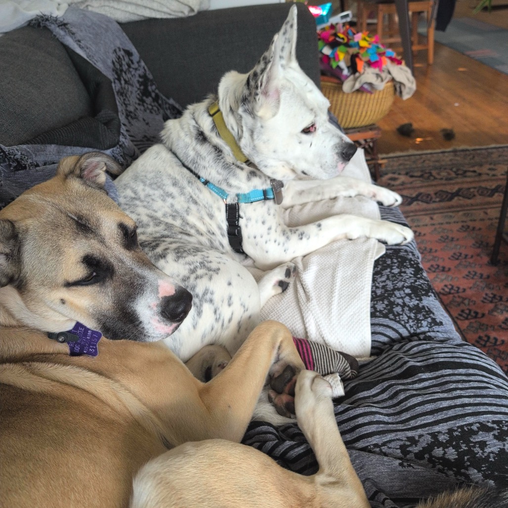 Payton — thumbnail 5