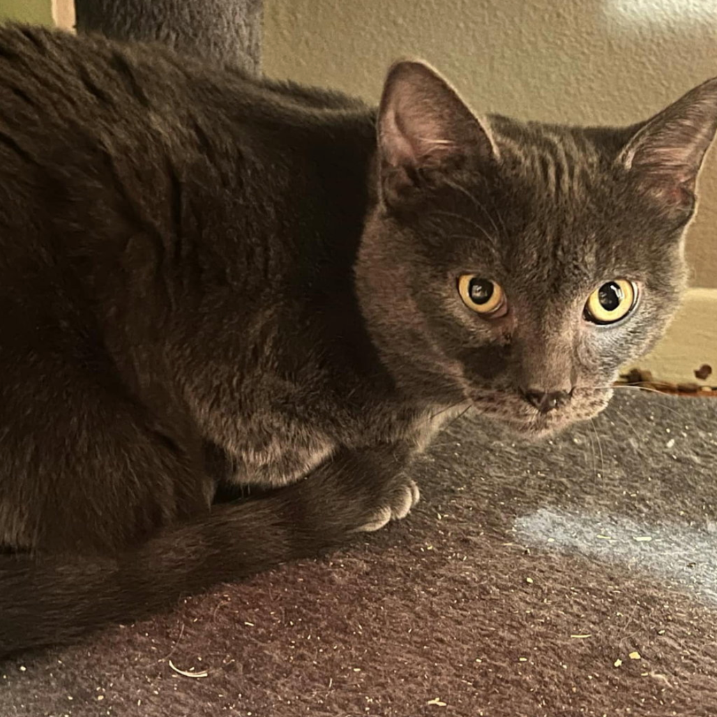 Tennessee, available for adoption