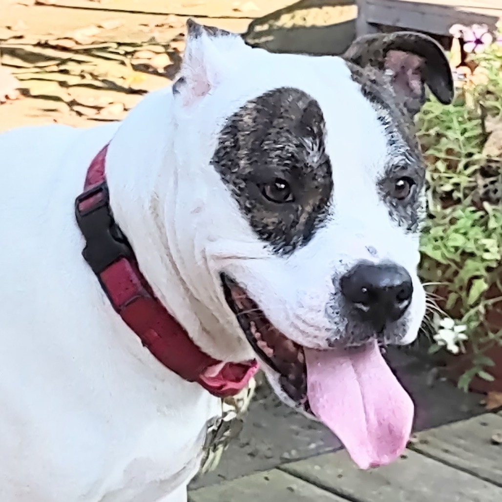 Petey, photo 24