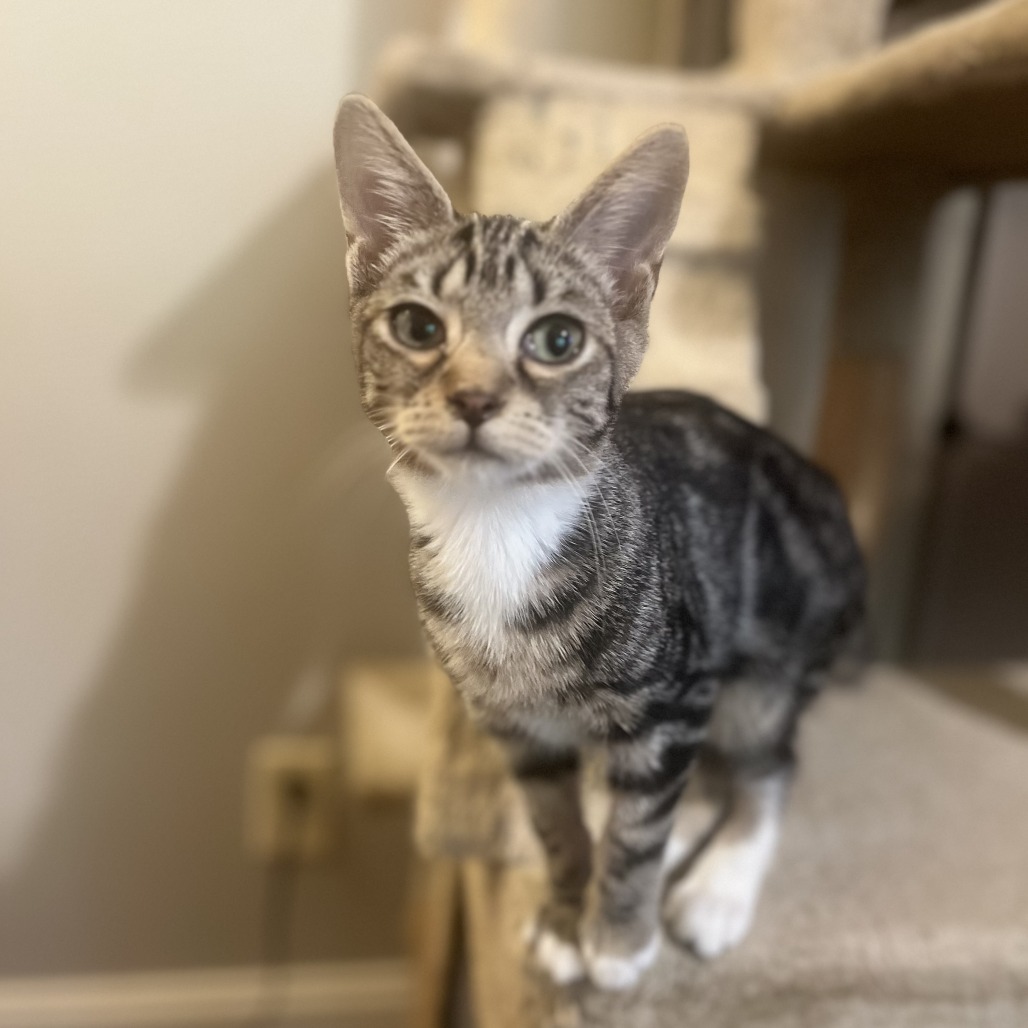 Peaches — thumbnail 4