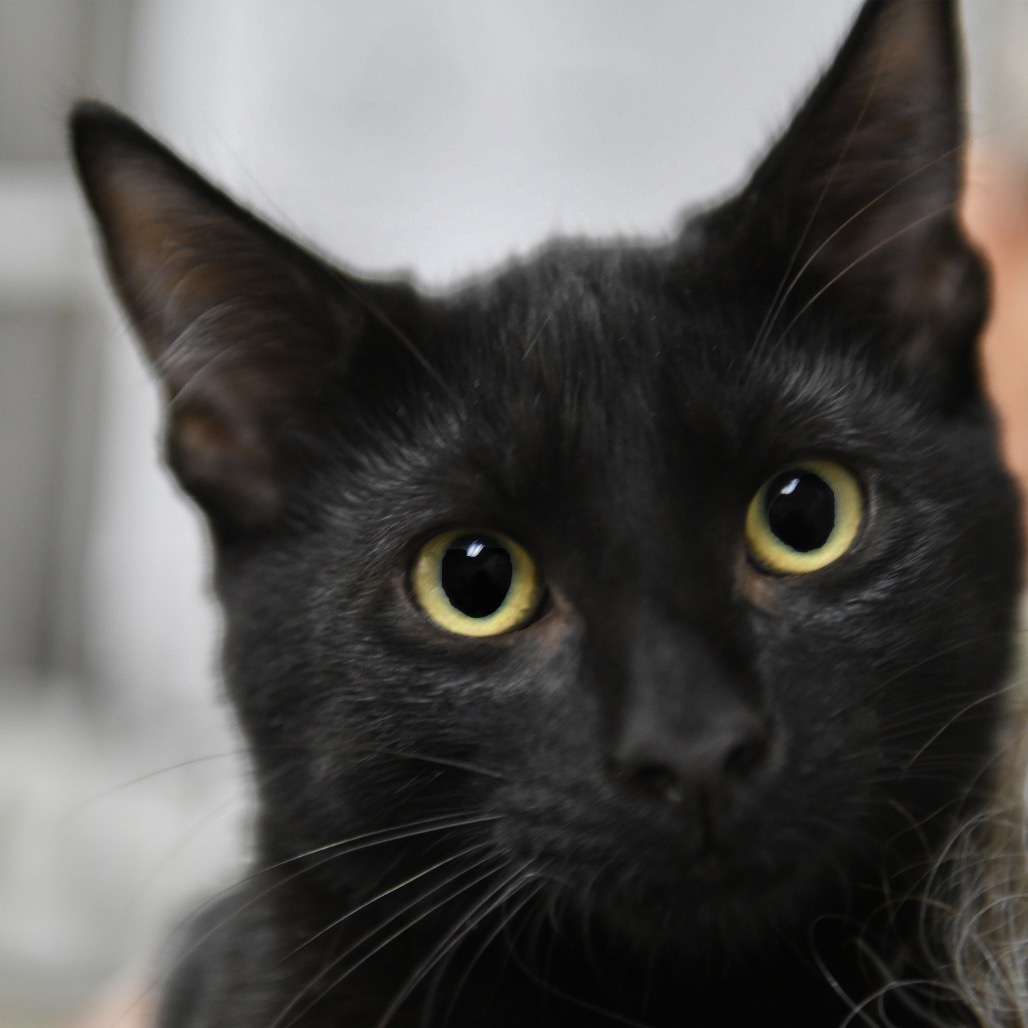 Palapala - Domestic Shorthair