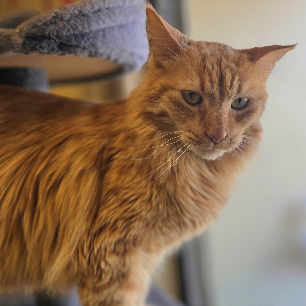 Sir Pumpkin, photo 2