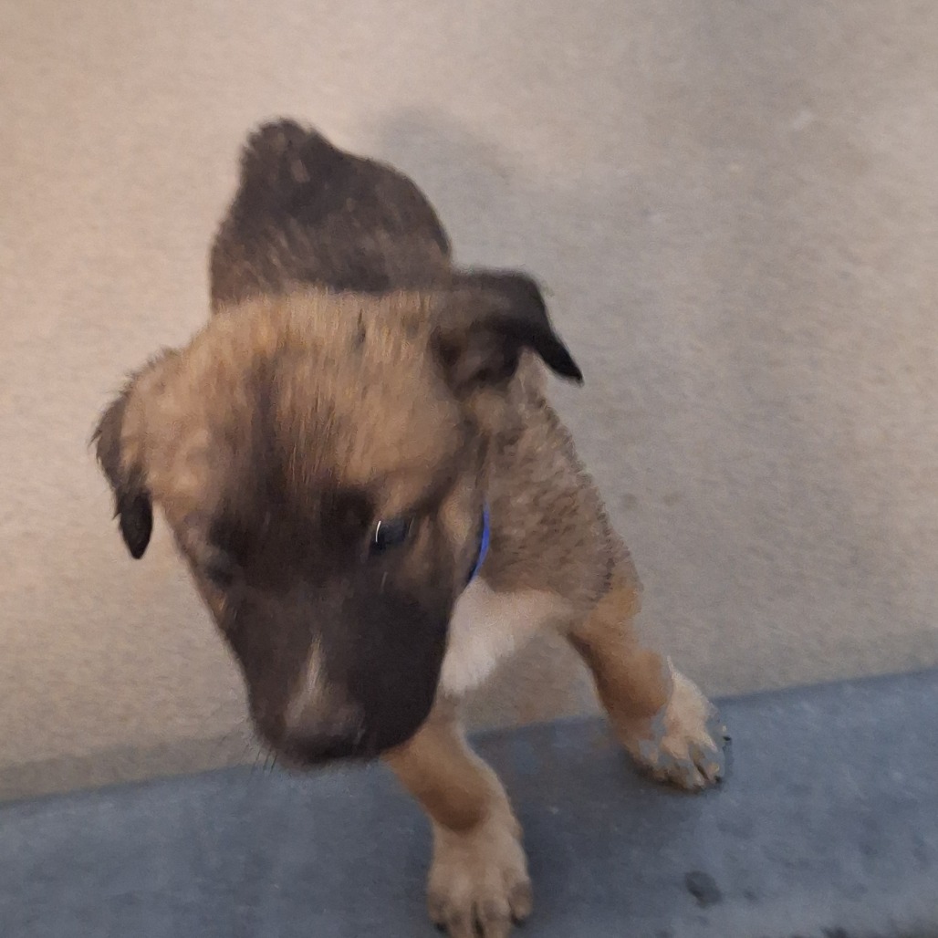 Kennel#10d (Blue Collar)'s preview photo