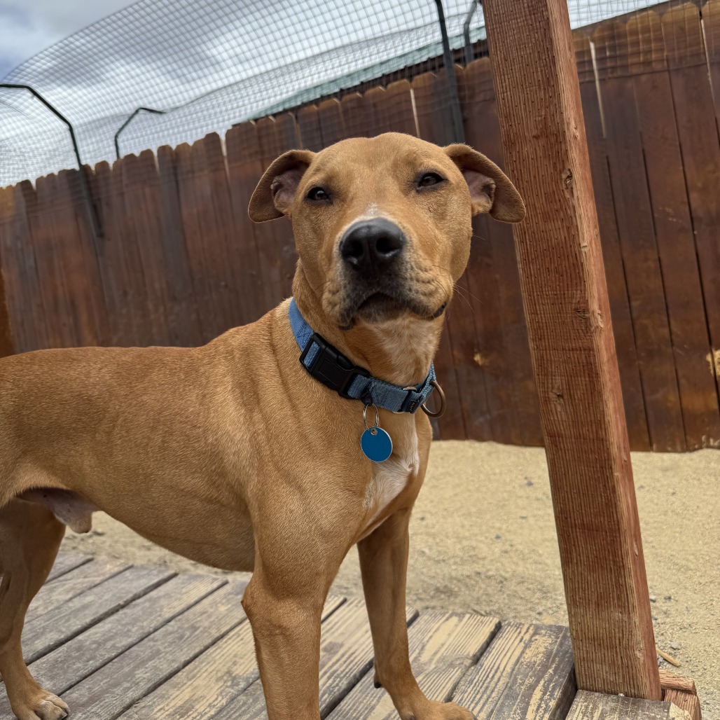 Axel