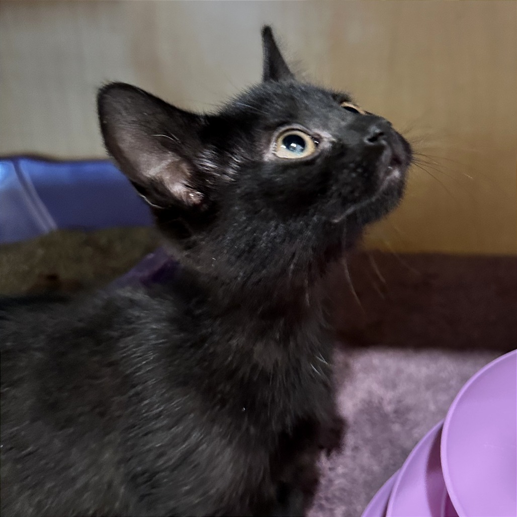 DAHLIA - Domestic Shorthair available for adoption
