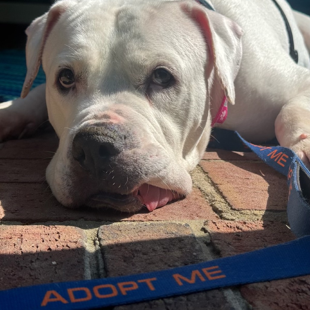 Marley, photo 28