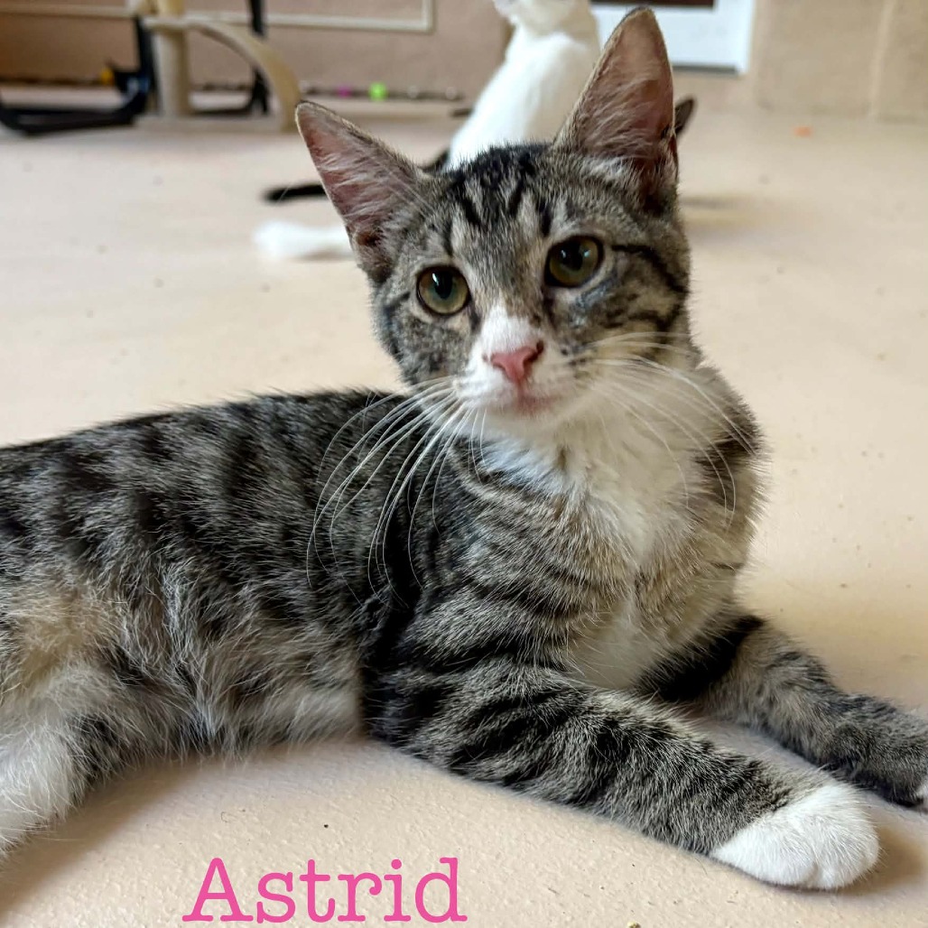 ASTRID - Domestic Shorthair available for adoption