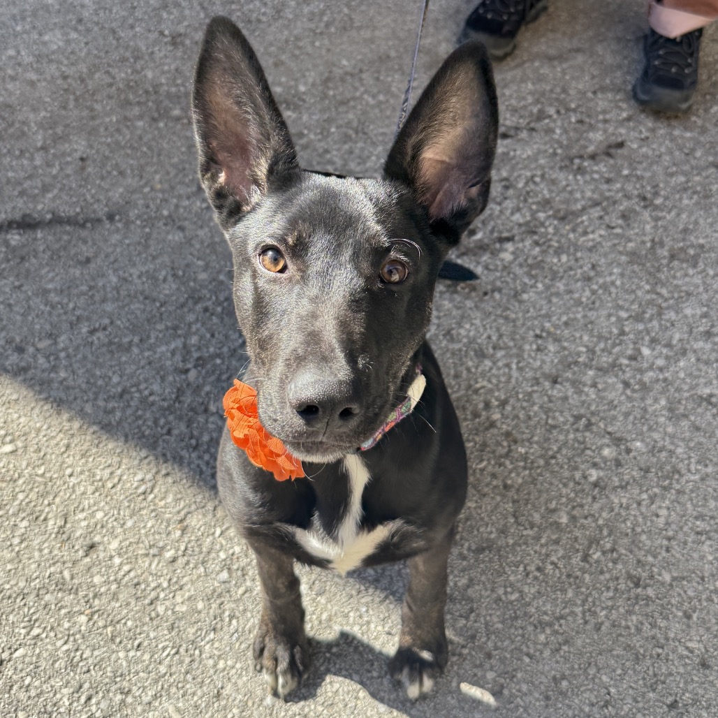 Cressida — thumbnail 4