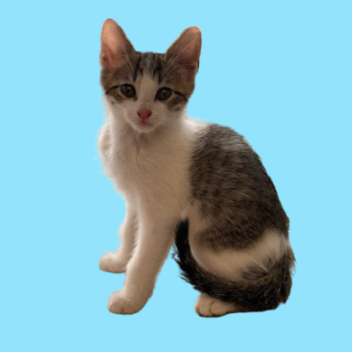 Tusc Stray 82249