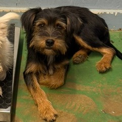 Hans, photo 2