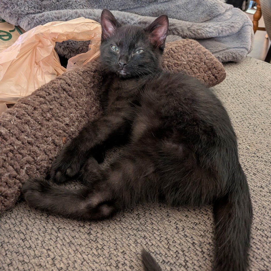 Pixel, photo 2