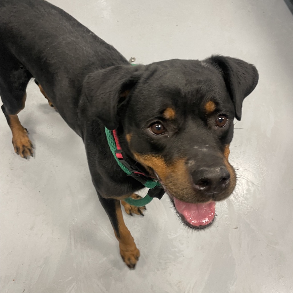 Chanel is available for adoption at ACCT Philly