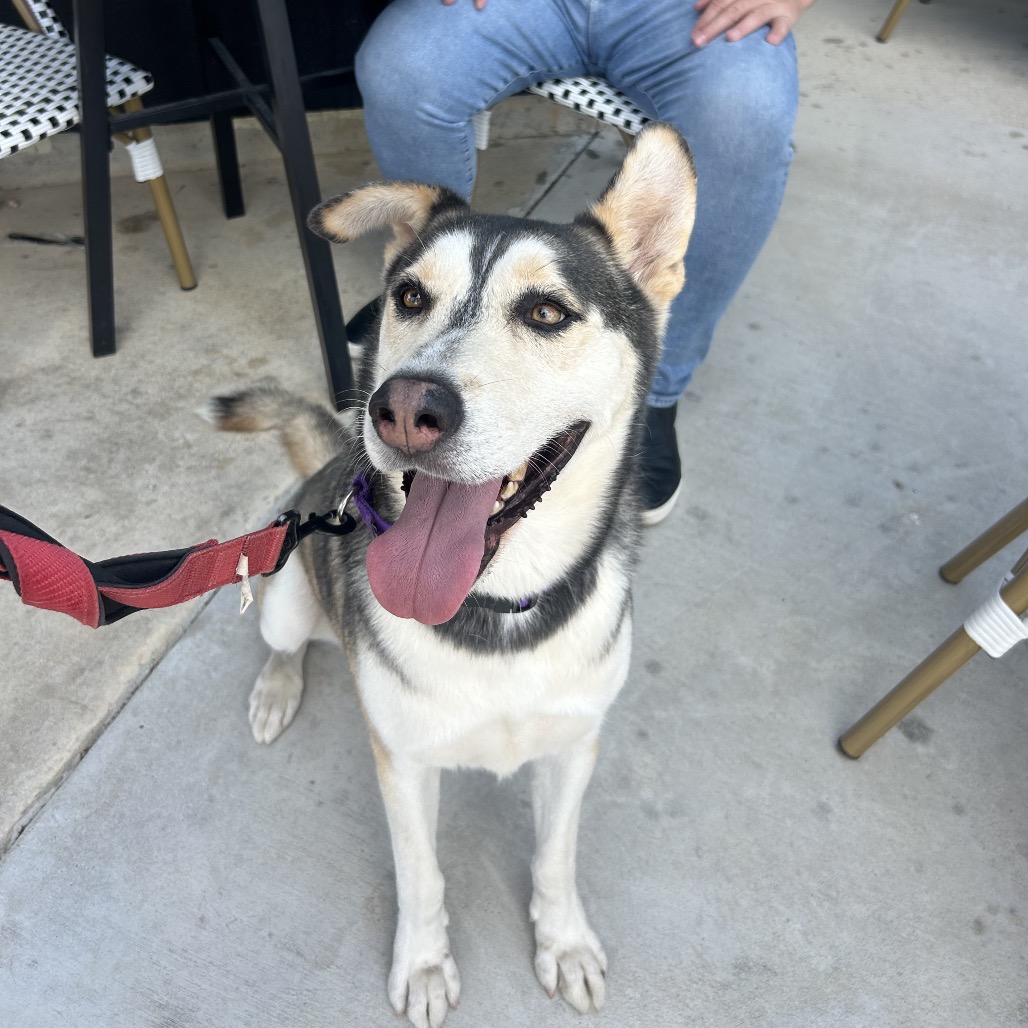 BINDI, photo 16