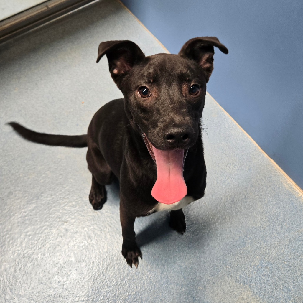 ZEUS - Terrier / American Staffordshire available for adoption