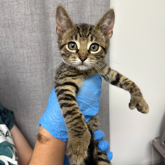 STEPHEN STRANGE - Domestic Shorthair / Mix available for adoption