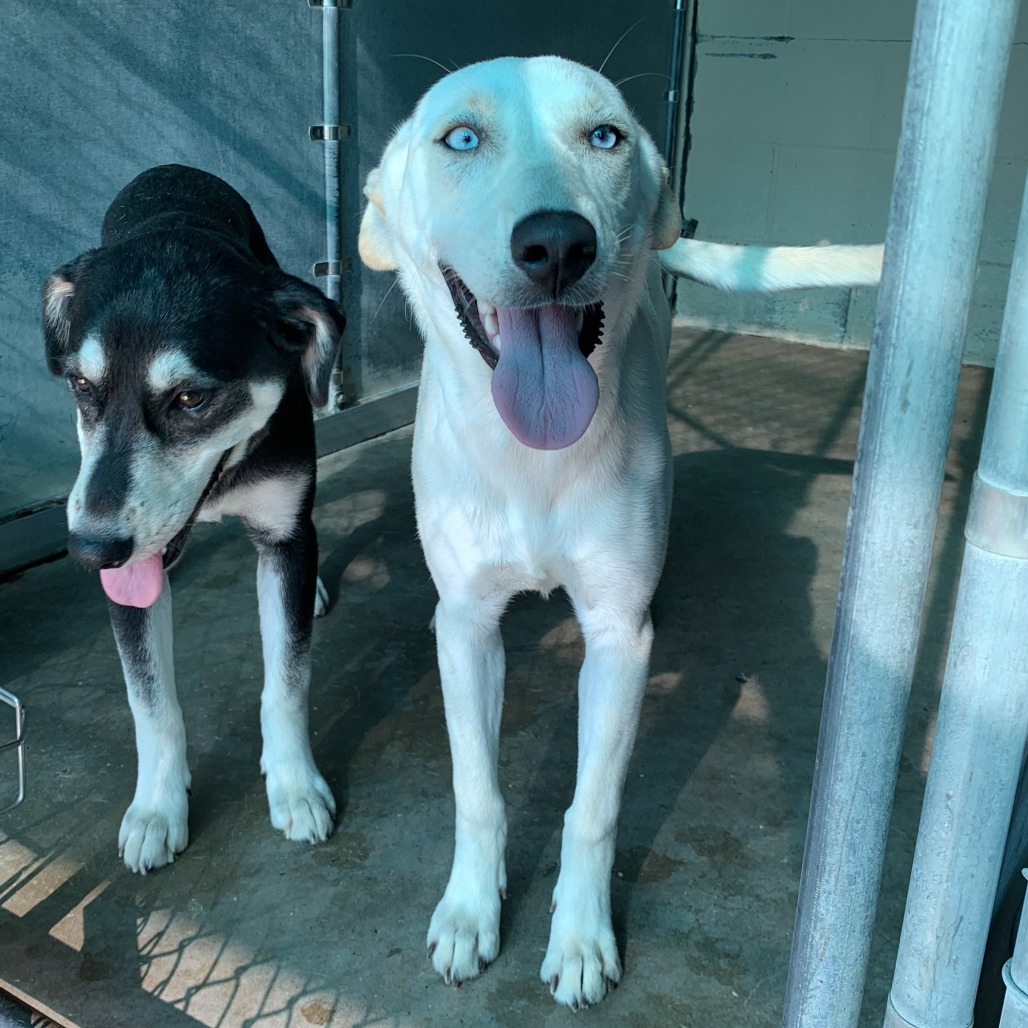 SHELLY - Shepherd / Mixed Breed (Medium) available for adoption