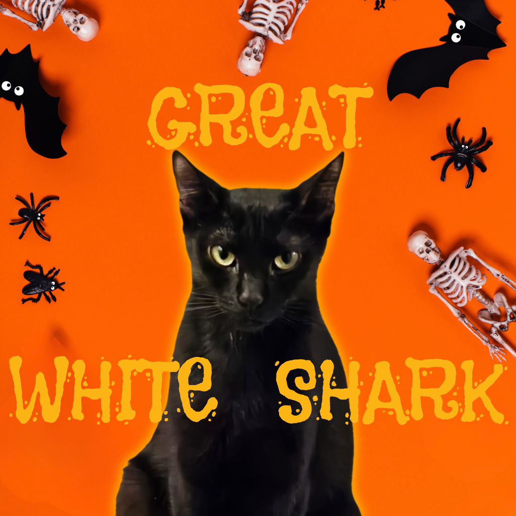 GREAT WHITE SHARK - Domestic Shorthair available for adoption