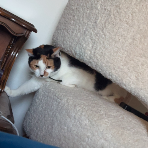 Delilah, photo 4
