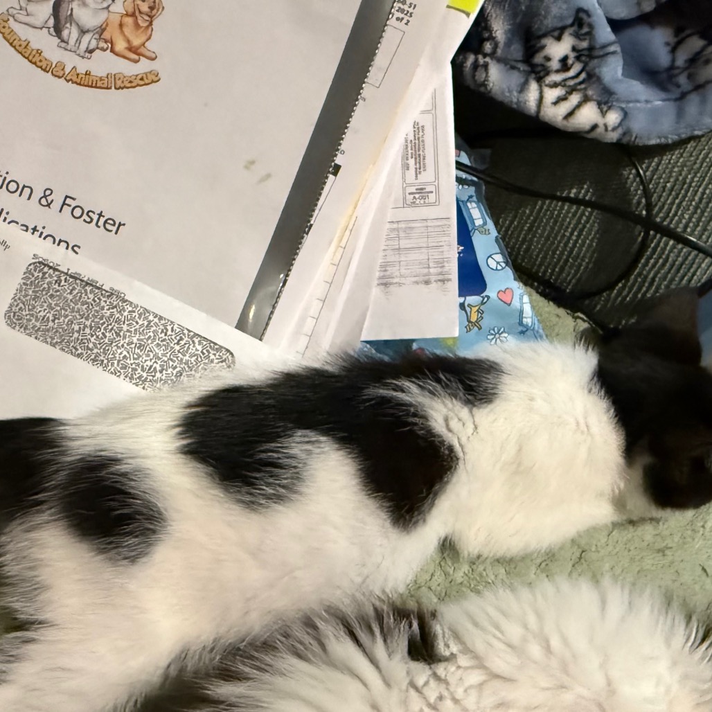TEDDY - Domestic Shorthair available for adoption