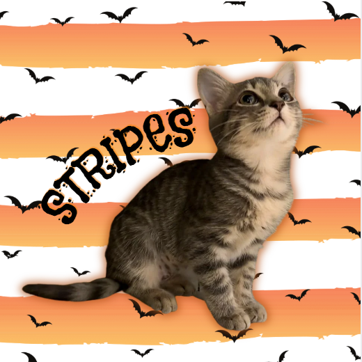 STRIPES - Domestic Shorthair for adoption in Mesa