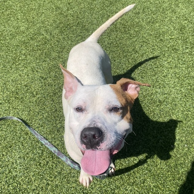 Photo of Dexter 8