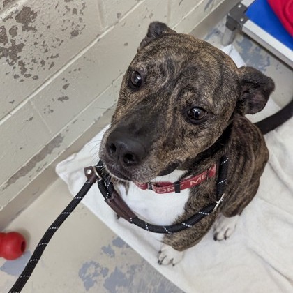 Leonardo — thumbnail 5