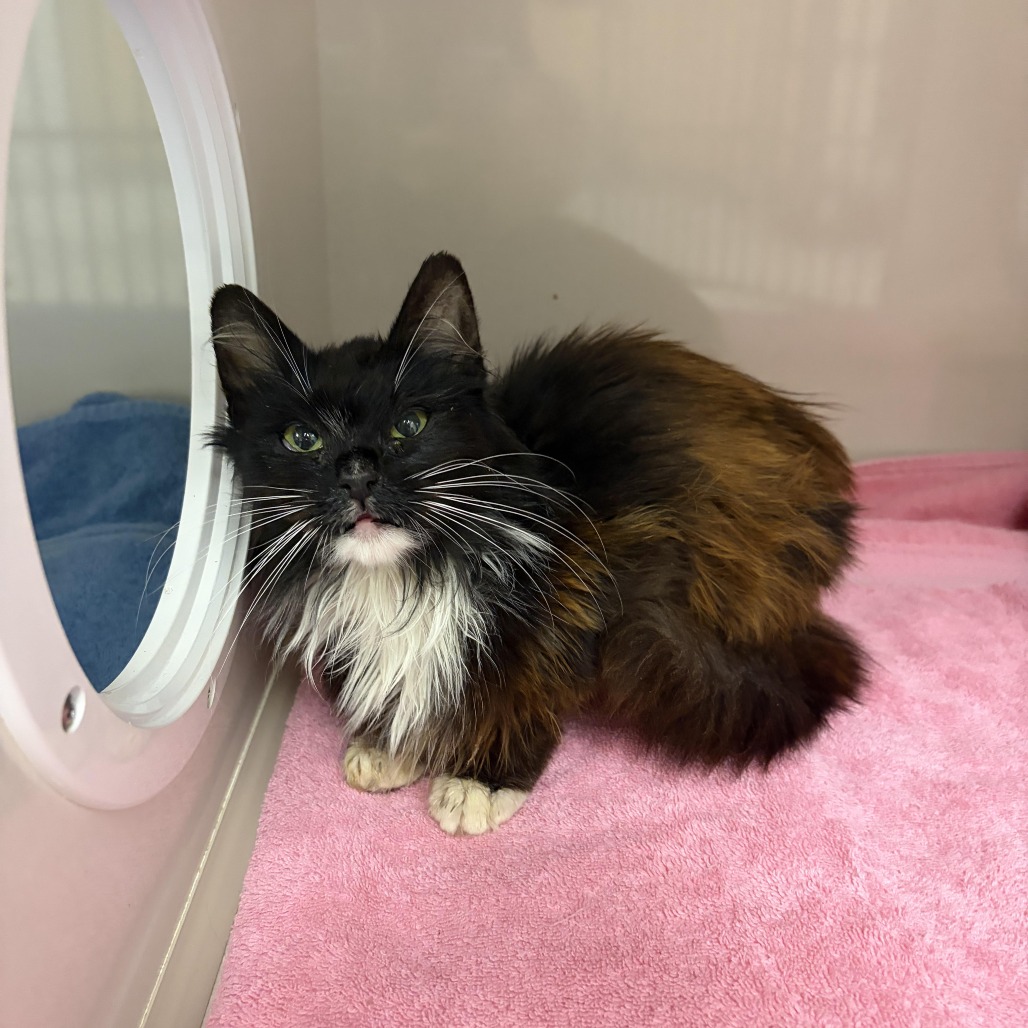 Fraggle - Domestic Longhair