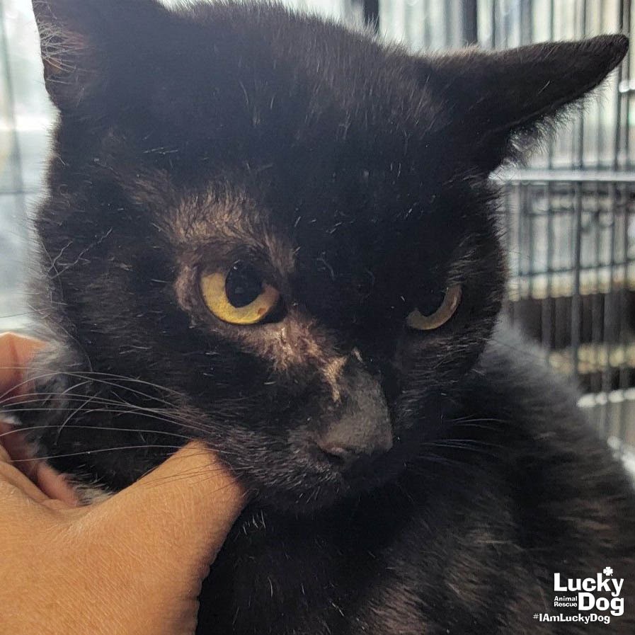 WINNIE THE POOH - Domestic Shorthair available for adoption